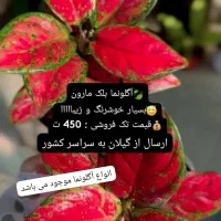 آهای آهای گل دارم گلای خوشرنگ و خوشگل و خاص دارم|گل و گیاه طبیعی|تهران, سعادت‌آباد|دیوار