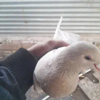 دم سیاه|حیوانات|زرند, |دیوار