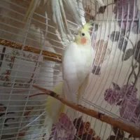عروس هلندی نرو ماده