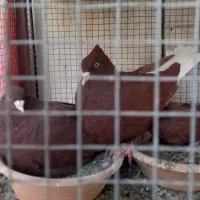 کبوتر رنگی ودورگ|پرنده|خمینیشهر, |دیوار