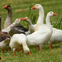 غاز محلی|حیوانات مزرعه|پیرانشهر, |دیوار