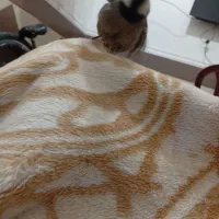 سهره خاکی نر مست مست