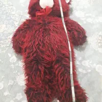 خرس شاهین  خوشگل قرمز