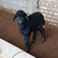 بره نر شیرخوار جنس|حیوانات مزرعه|سیجوال, |دیوار