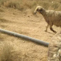 میش ترکی بختیاری ابستن