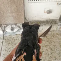 سینه زرد|پرنده|شیراز, شهرک گلها|دیوار