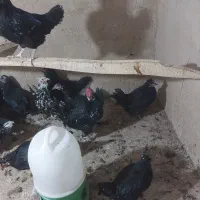 تخم مرغ وجوجه مرغ