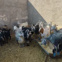 17راس بزفروشی|حیوانات مزرعه|بافق, |دیوار