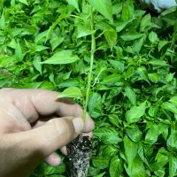 نشا صیفی جات|خدمات باغبانی و درختکاری|رامشیر, |دیوار