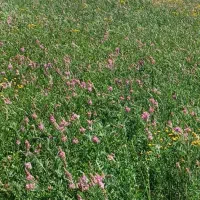 یونجه وشبدر