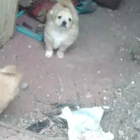 سک پاکوتاه ماوظه باخروس زات دارم هم دارم