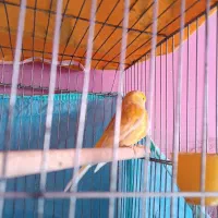 قناری چشم شرابی مست|پرنده|یاسوج, |دیوار