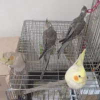 4 عدد جوجه عروس هلندی