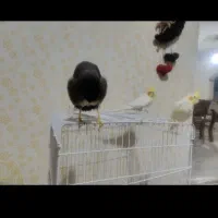 مرغ مینا با جفت عروس هلندی