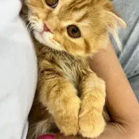 گربه پرشین اسکاتیش (واگذاری فوری)