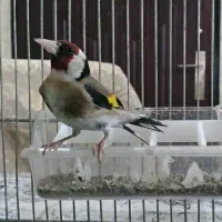 سهره نر۱ساله گل بلند سینه طلایی قرص بخوان