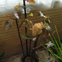 گل ها ی شاداب