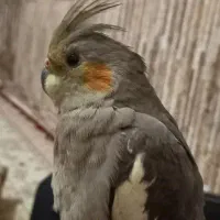 عروس هلندی