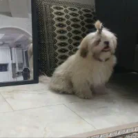 توله ۶ماه سوپر فلت شناسنامه دار بازی گوش