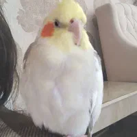 گمشده، عروس هلندی در اطراف پشت هتل هاله