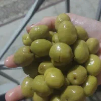 زیتون شکسته