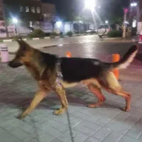 سگ ژرمن