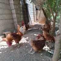 تخم نطفه دار لهومن|حیوانات مزرعه|نجف‌آباد, گلدشت|دیوار