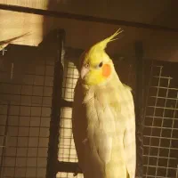 عروس هلندی|پرنده|اسکو, |دیوار