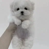 خرس کوچولوی ناز|سگ|کرمان, |دیوار