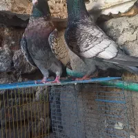نرماده طاووسی