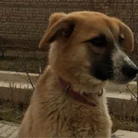 سگ گمشده|حیوانات|گلپایگان, |دیوار