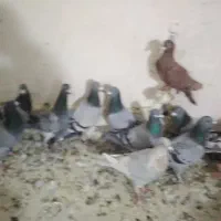 کفتر پلاکی|پرنده|شیراز, سعدیه شمالی|دیوار