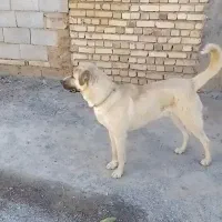 سگ‌‌...