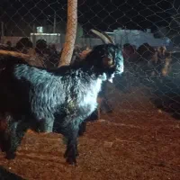 بیگ نر