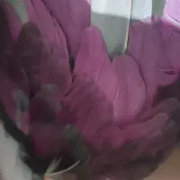 کفتر|پرنده|قم, شهرک امام حسن|دیوار