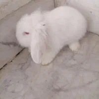 خرگوش لوپ سفید چشم شرابی|موش و خرگوش|تایباد, |دیوار