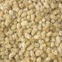 توت یزد امسالی درجه یک تازه