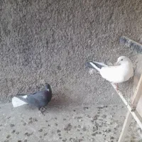 کبوتر|پرنده|ابهر, |دیوار