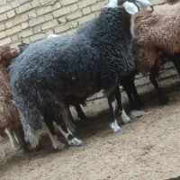 گوسفند و شیشک قوچ و شیشک ماده و بره|حیوانات مزرعه|فلاورجان, |دیوار