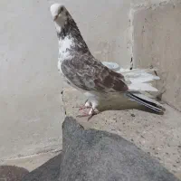 ۴ عدد کبوتر ۴ تاش ۱۴۰۰