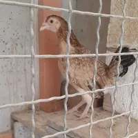 مرغ کوشامو یا لاری مینیاتوری۱۱ماهه