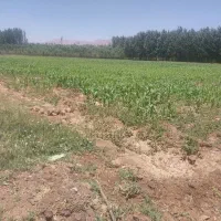 زمین مسکونی داری سند به متراژ حدودی ۱۷۰ متر مربع