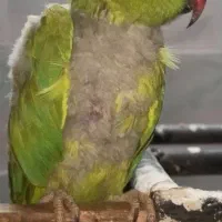 طوطی ملنگو|پرنده|دزفول, |دیوار