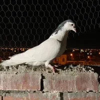 نر یال سیاه|پرنده|کرمان, |دیوار