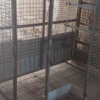 قفس|لوازم جانبی حیوانات|آباده, |دیوار