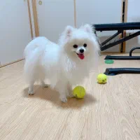 poomrani with|سگ|تهران, پونک|دیوار