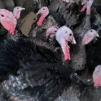 فروش بوقلمون برنز و بوربون برای باغ یا گردشگری