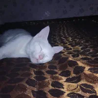 واگذاری گربه ماه dsh