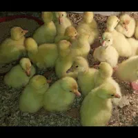 جوجه غوقاز چینی و جوجه اردک اسرائیلی