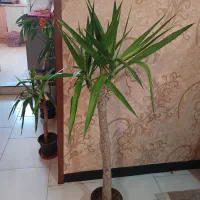 گل وگیاه آپارتمانی  فروشی|گل و گیاه طبیعی|شاهین‌شهر, مخابرات (شهید بهشتی)|دیوار